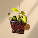 Variegated Philodendron Mican Aurea - Rare Exact Plant - (July-13-10)