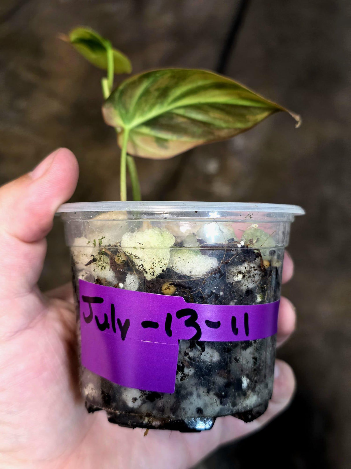 Variegated Philodendron Mican Aurea - Rare Exact Plant - (July-13-11)