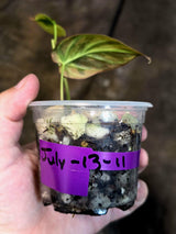 Variegated Philodendron Mican Aurea - Rare Exact Plant - (July-13-11)