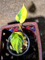Variegated Philodendron Mican Aurea - Rare Exact Plant - (July-13-11)