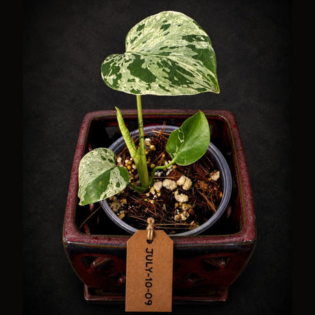 Rare Variegated Monstera Deliciosa Bulbasaur Live Plant - EXACT Collector Houseplant - US Seller