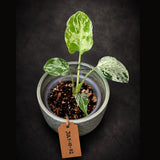 Rare Variegated Monstera Deliciosa Bulbasaur Live Plant - EXACT Collector Houseplant - US Seller