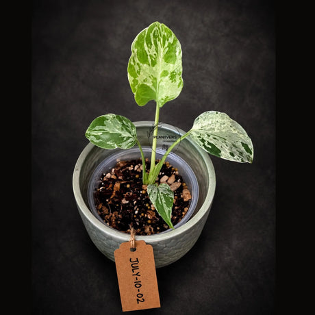 Rare Variegated Monstera Deliciosa Bulbasaur Live Plant - EXACT Collector Houseplant - US Seller