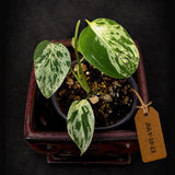 Rare Variegated Monstera Deliciosa Bulbasaur Live Plant - EXACT Collector Houseplant - US Seller
