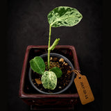 Rare Variegated Monstera Deliciosa Bulbasaur Live Plant - EXACT Collector Houseplant - US Seller