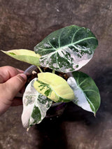 Alocasia Reginula Black Velvet Pink Variegated - Rare Jewel Alocasia - (July-13-31)