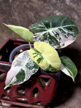 Alocasia Reginula Black Velvet Pink Variegated - Rare Jewel Alocasia - (July-13-31)