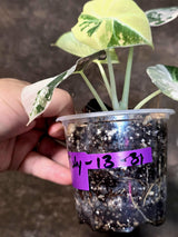 Alocasia Reginula Black Velvet Pink Variegated - Rare Jewel Alocasia - (July-13-31)