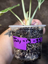 Alocasia Reginula Black Velvet Pink Variegated - Rare Jewel Alocasia - (July-13-33)