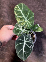 Alocasia Reginula Black Velvet Pink Variegated - Rare Jewel Alocasia - (July-13-33)