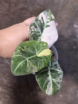 Alocasia Reginula Black Velvet Pink Variegated - Rare Jewel Alocasia - (July-13-34)