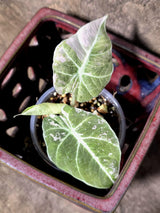 Alocasia Reginula Black Velvet Pink Variegated - Rare Jewel Alocasia - (July-13-36)