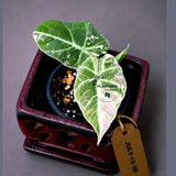 Alocasia Reginula Black Velvet Pink Variegated - Rare Jewel Alocasia - (July-13-36)