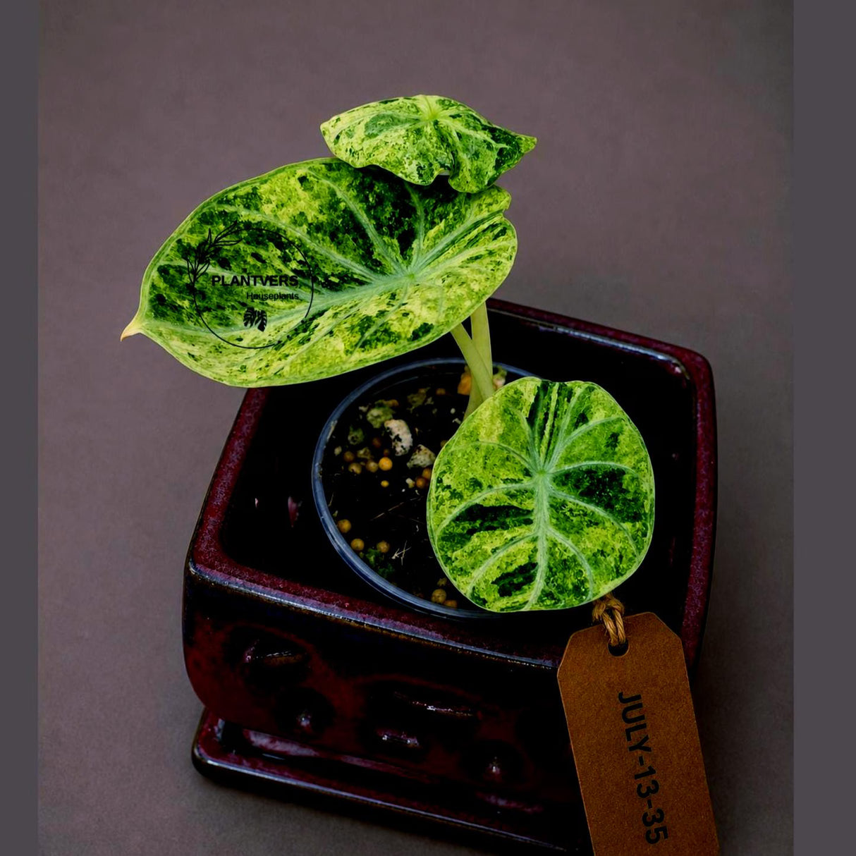Alocasia Reginula Black Velvet Pink Variegated - Rare Jewel Alocasia - (July-13-35)