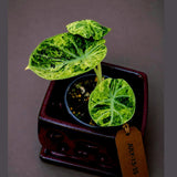 Alocasia Reginula Black Velvet Pink Variegated - Rare Jewel Alocasia - (July-13-35)