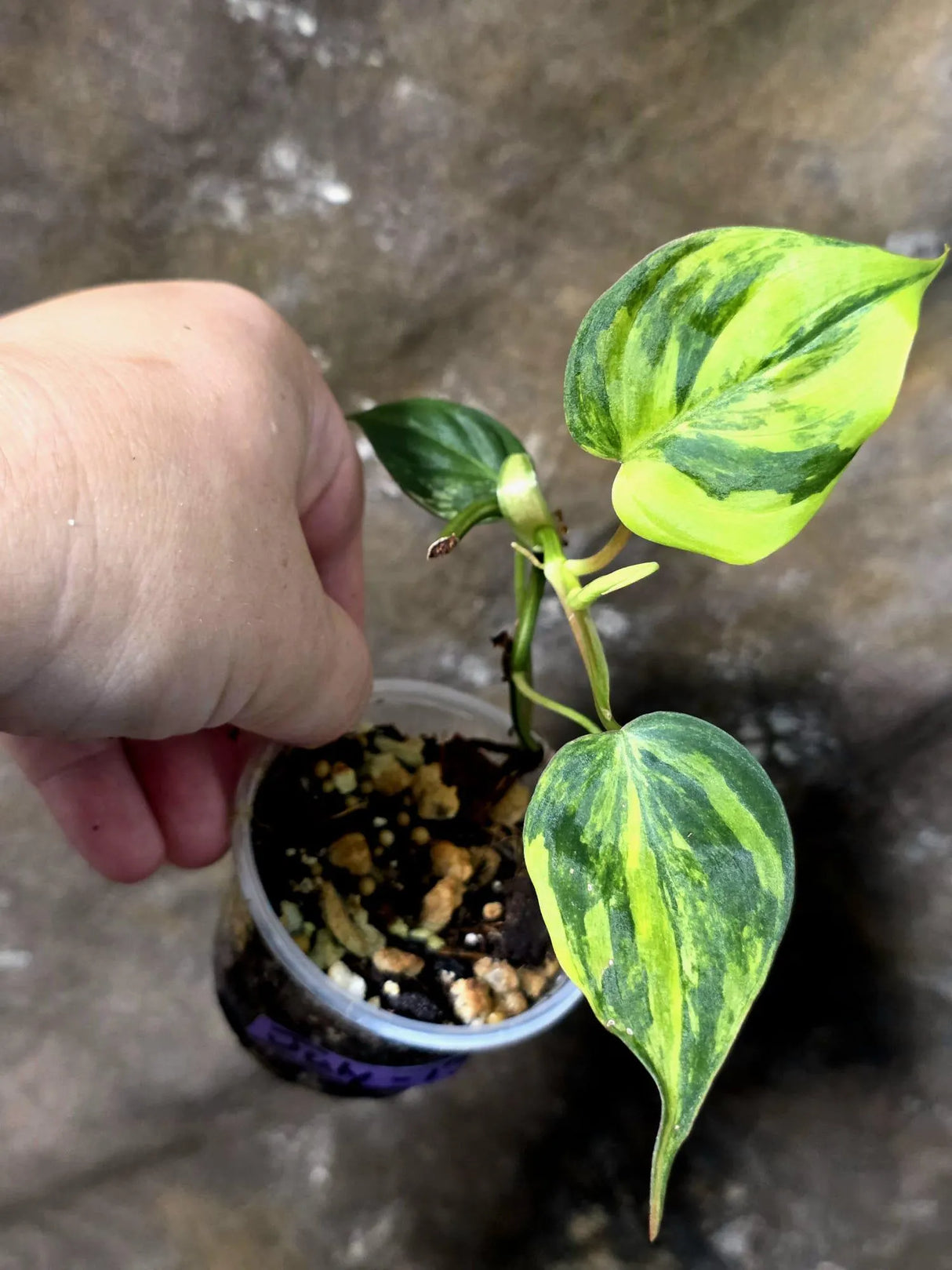 Variegated Philodendron Micans Live Plant - (July-13-62)
