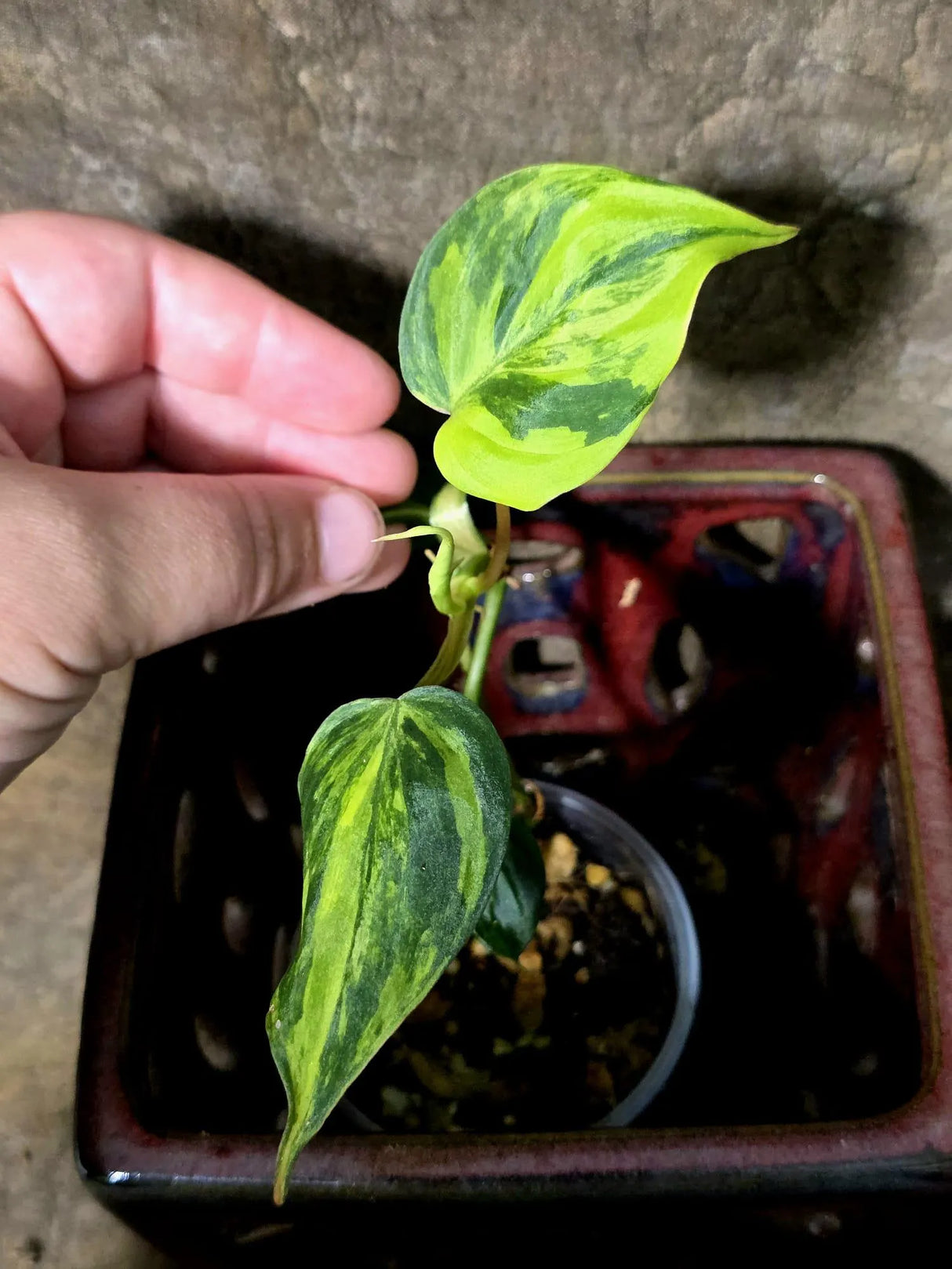 Variegated Philodendron Micans Live Plant - (July-13-62)