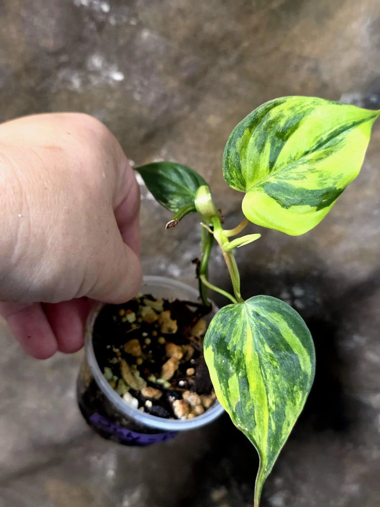 Variegated Philodendron Micans Live Plant - (July-13-62)