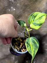 Variegated Philodendron Micans Live Plant - (July-13-62)