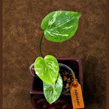 Super Rare Monstera Bulbasaur Variegated Live Plant - (July-14-07)
