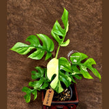 Variegated Rhaphidophora Tetrasperma Albo - (July-14-06)