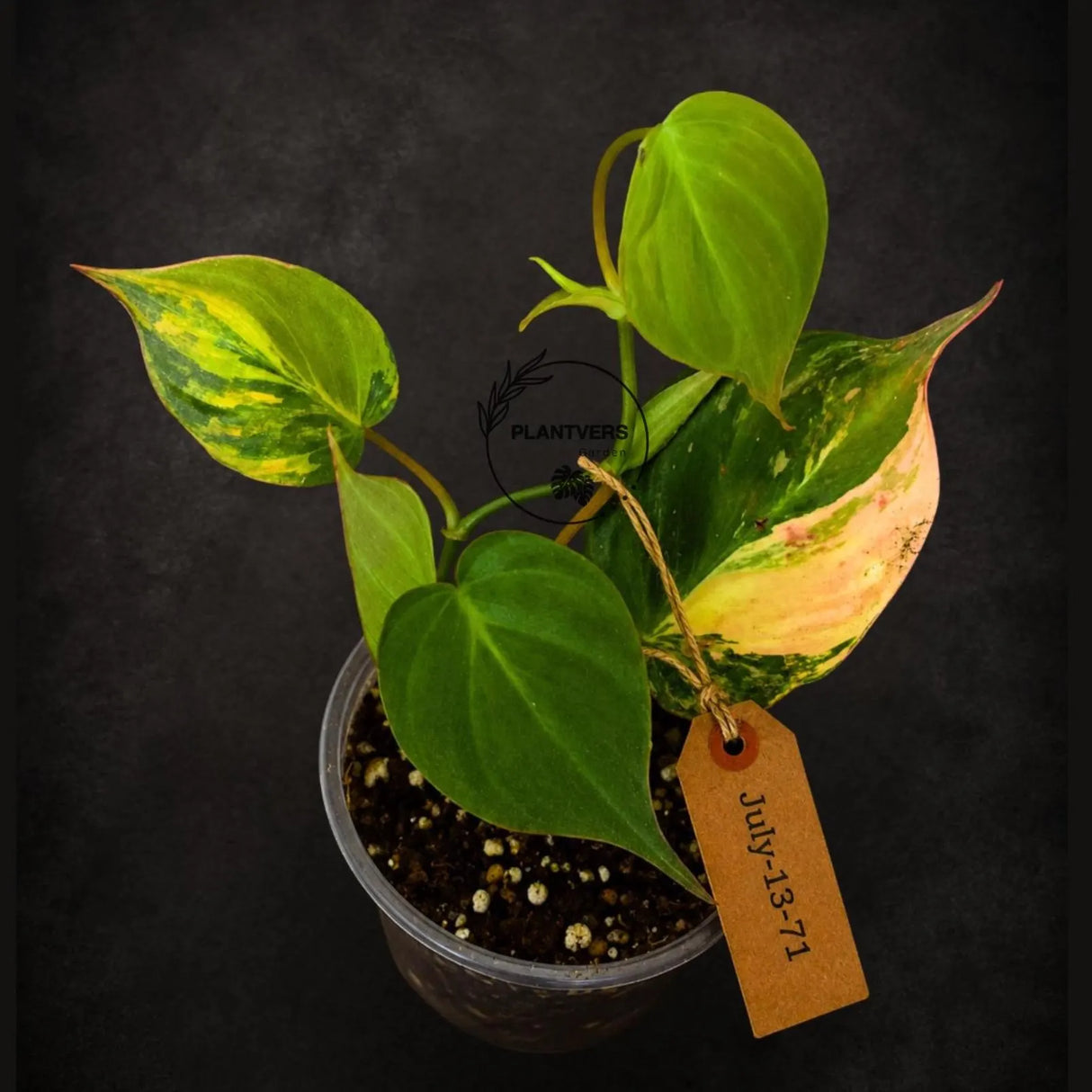 Variegated Philodendron Micans Live Plant - (July-13-71)