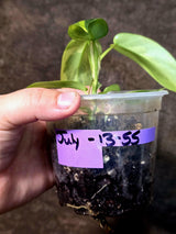 Variegated Philodendron Florida Beauty Exact Plant - (July-13-55)