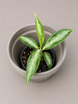 Aglaonema White Rain Live Plant in 3" Nursery Pot - Chinese Evergreen Houseplant - Easy Care Indoor Plant - Air Purifying Home Decor