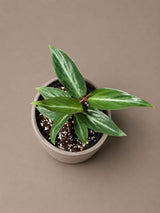 Stromanthe Triostar Live Plant in 3.5" Nursery Pot - Triostar Prayer Plant - Variegated Tropical Houseplant - Pink White Green Indoor