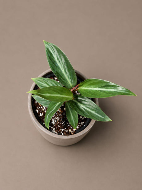 Stromanthe Triostar Live Plant in 3.5" Nursery Pot - Triostar Prayer Plant - Variegated Tropical Houseplant - Pink White Green Indoor
