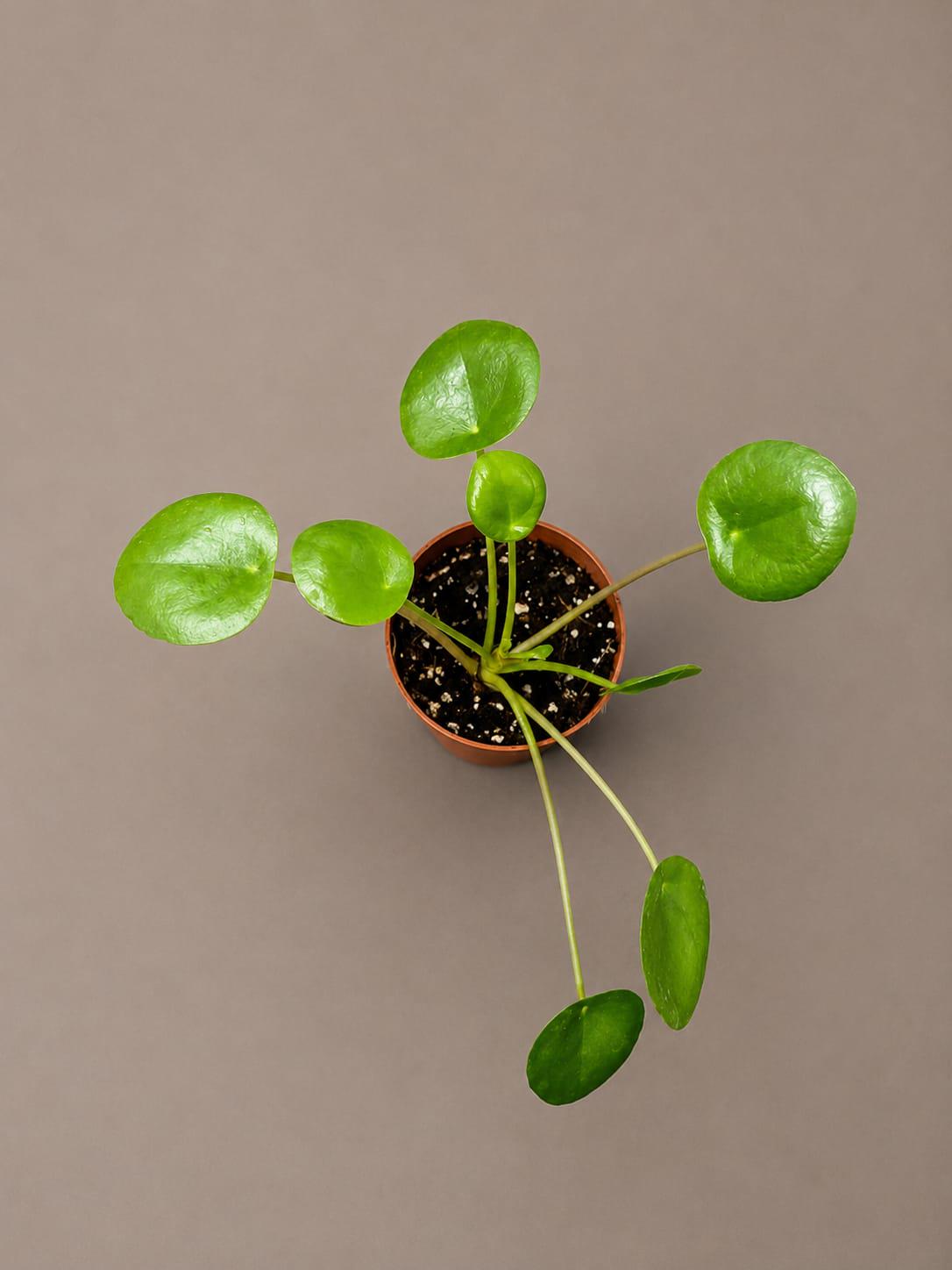 Chinese Money Plant in a 2" Starter Pot - Pilea Peperomioides - Money Plant - Low Light Indoor Houseplants - Lucky Coin Plant