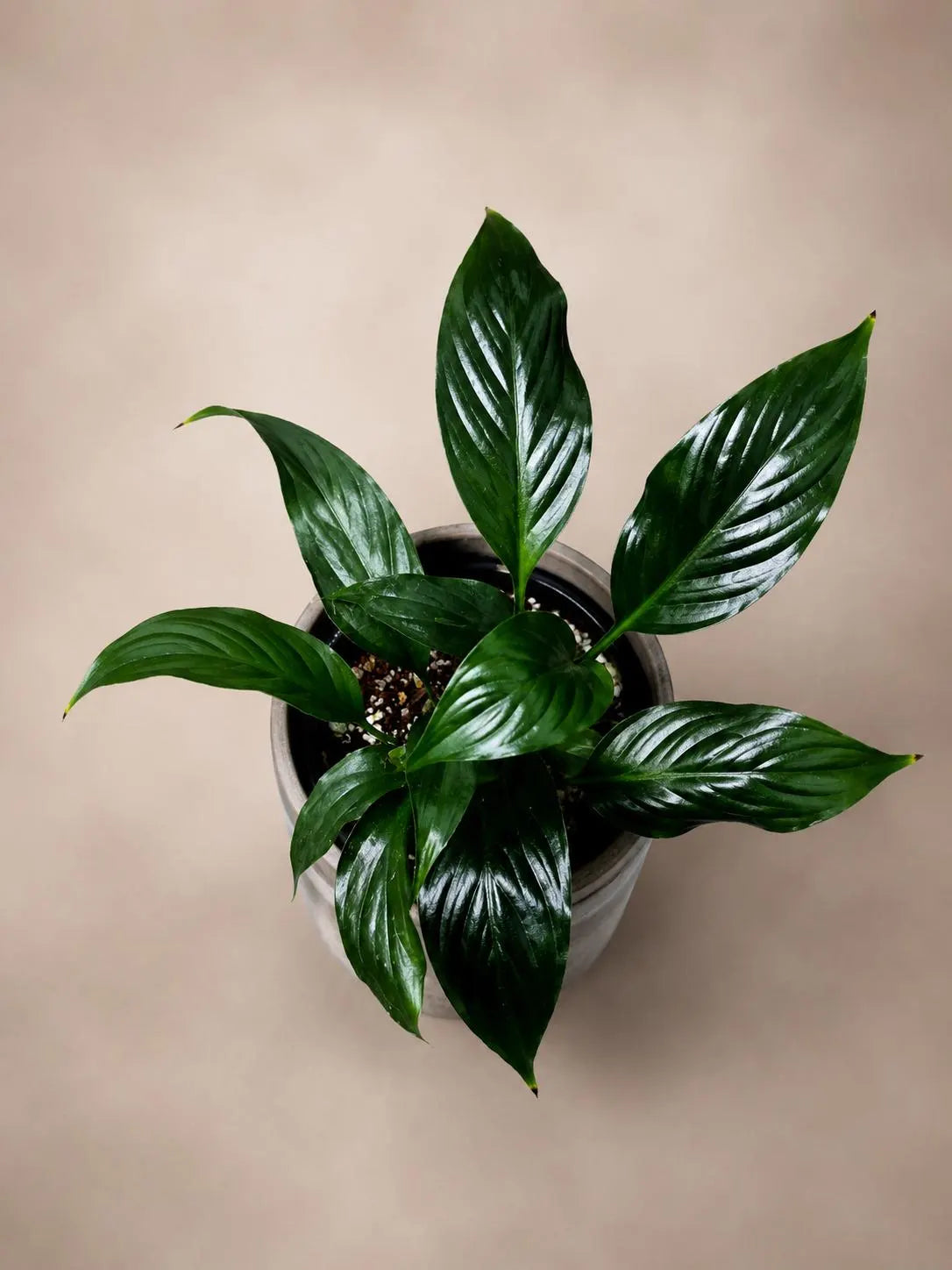 Spathiphyllum Peace Lily in a 3.5" Nursery Pot - Air-Purifying Indoor Plant - Low Maintenance - Low-Light Flowering Plant