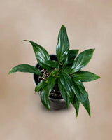 Spathiphyllum Peace Lily in a 3.5" Nursery Pot - Air-Purifying Indoor Plant - Low Maintenance - Low-Light Flowering Plant
