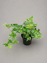 Variegated English Ivy Live Plant in a 4" Grow Pot - Indoor Vining Plant - Low Light Climbing Plant - Easy Care House Plant