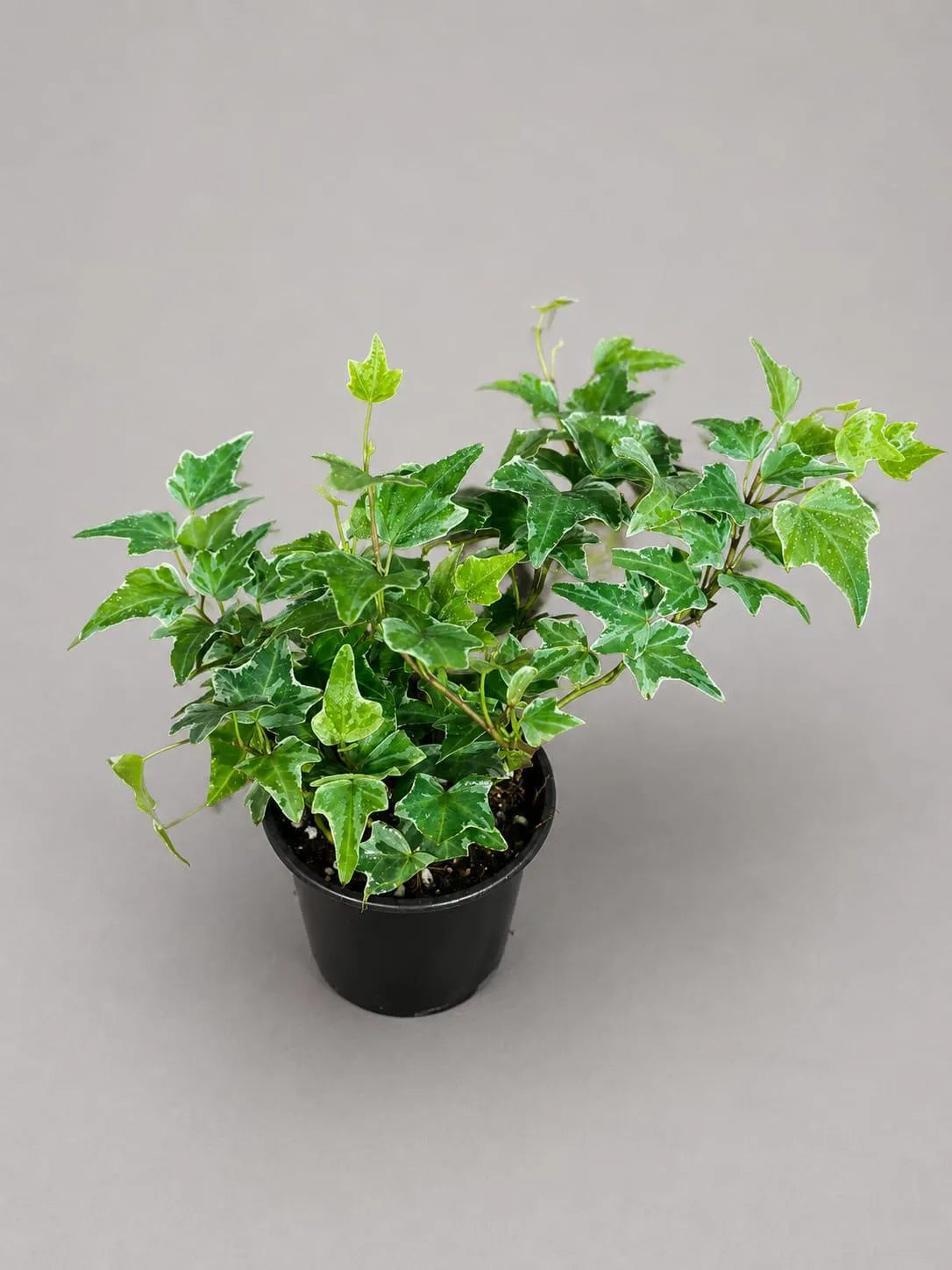 Variegated English Ivy Live Plant in a 4" Grow Pot - Indoor Vining Plant - Low Light Climbing Plant - Easy Care House Plant