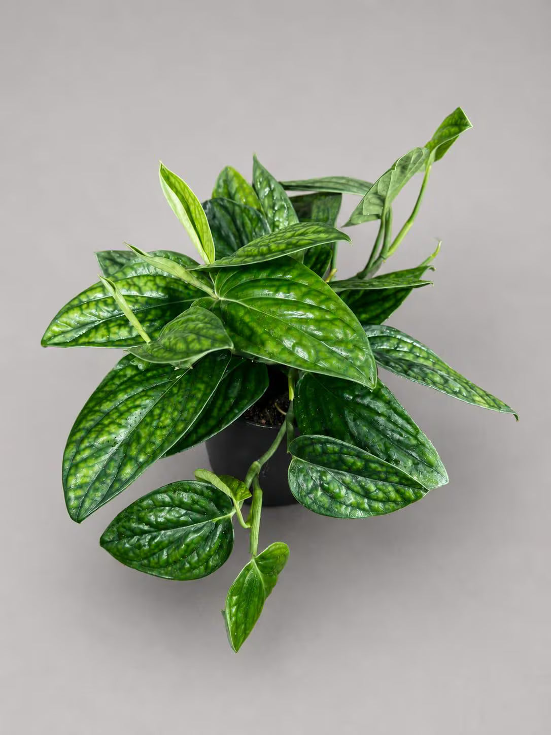 Monstera Peru in 6” Nursery Pot - Monstera Karstenianum Rare Find - Textured Indoor Tropical Plant - Aroid Collector Houseplant Gift