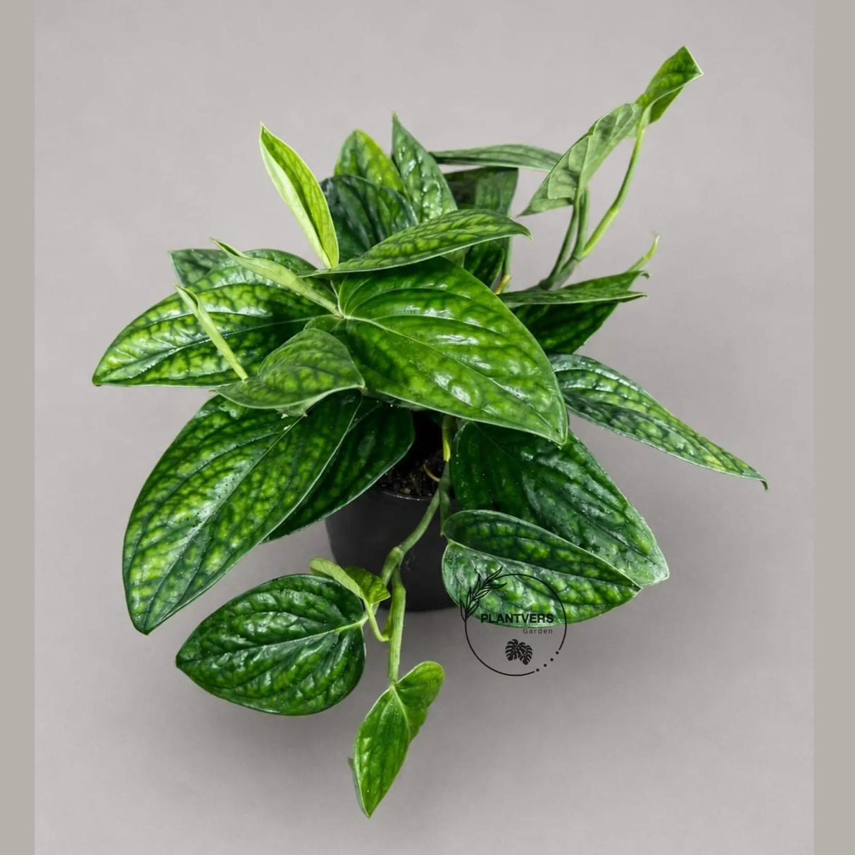 Monstera Peru in 6” Nursery Pot - Monstera Karstenianum Rare Find - Textured Indoor Tropical Plant - Aroid Collector Houseplant Gift