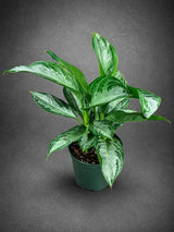 Aglaonema Silver Bay Live Plant in 6" Nursery Pot - Chinese Evergreen Indoor Houseplant - Large Easy Care Tropical Plant