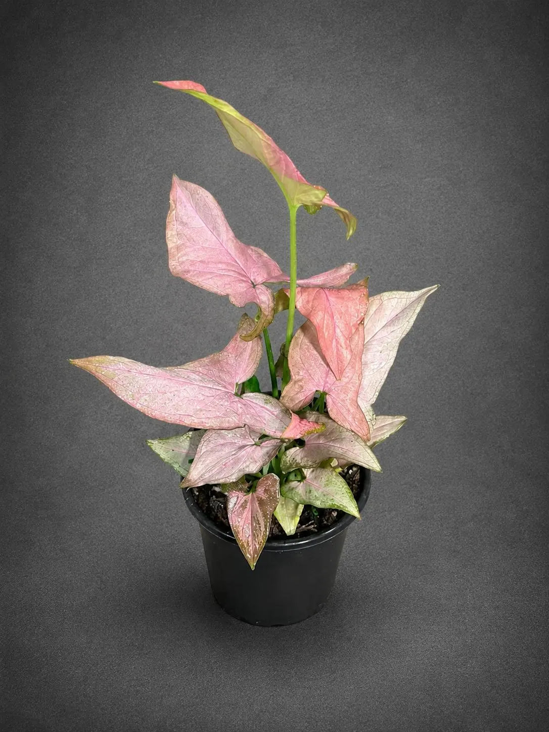 Syngonium Pink Splash Live Plant in 4" Nursery Pot - Rare Pink Variegated Arrowhead Plant - Tropical Indoor Houseplant