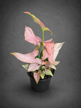 Syngonium Pink Splash Live Plant in 4" Nursery Pot - Rare Pink Variegated Arrowhead Plant - Tropical Indoor Houseplant