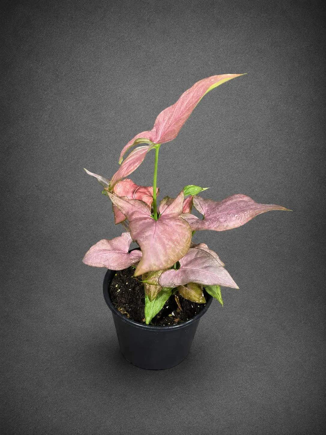 Syngonium Pink Splash Live Plant in 4" Nursery Pot - Rare Pink Variegated Arrowhead Plant - Tropical Indoor Houseplant