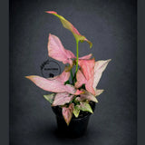 Syngonium Pink Splash Live Plant in 4" Nursery Pot - Rare Pink Variegated Arrowhead Plant - Tropical Indoor Houseplant