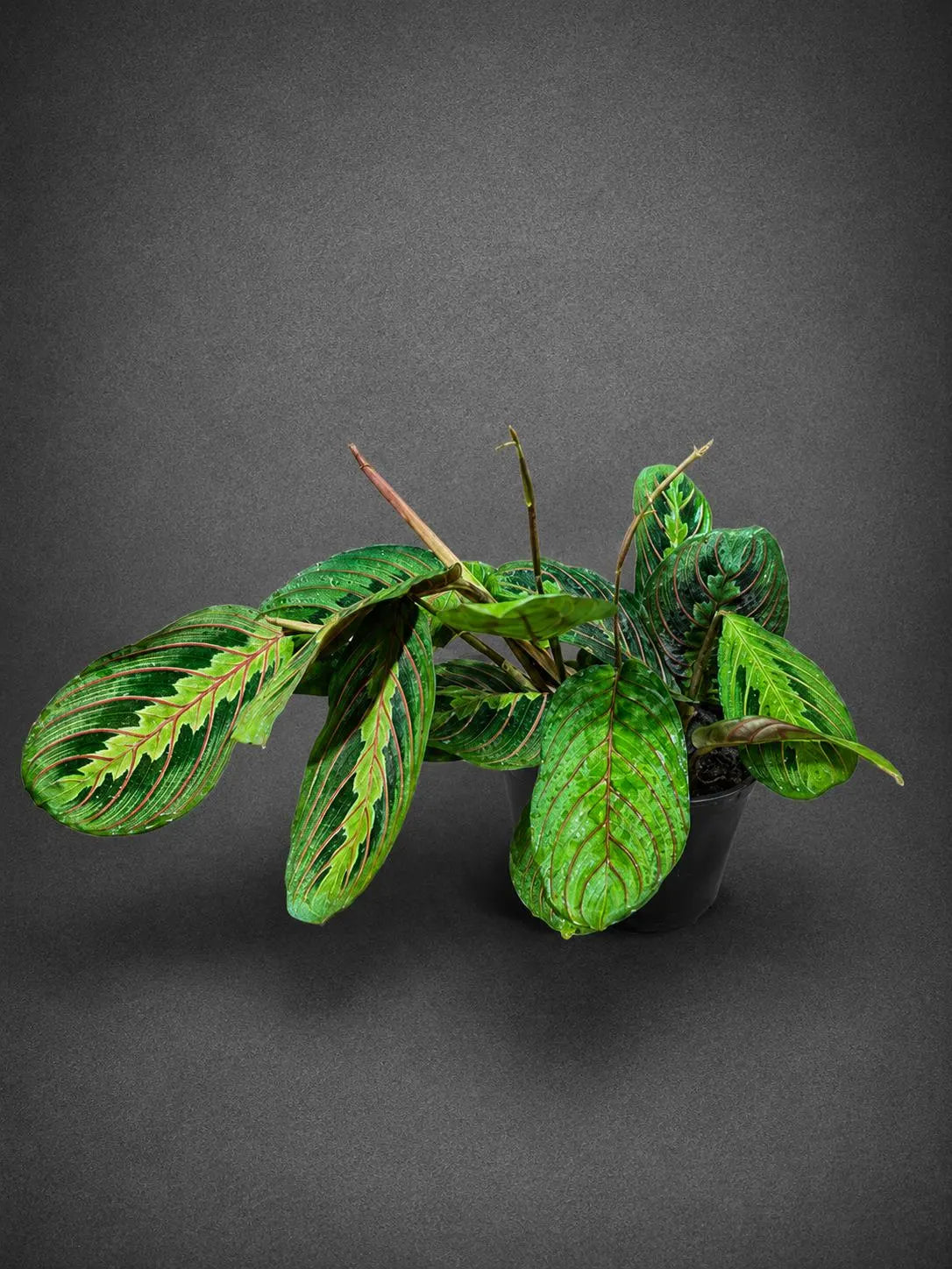 Red Prayer Plant in 4” Nursery Pot - Maranta Leuconeura - Live Indoor Plant -Tropical Indoor Houseplant - Pet Friendly Plant