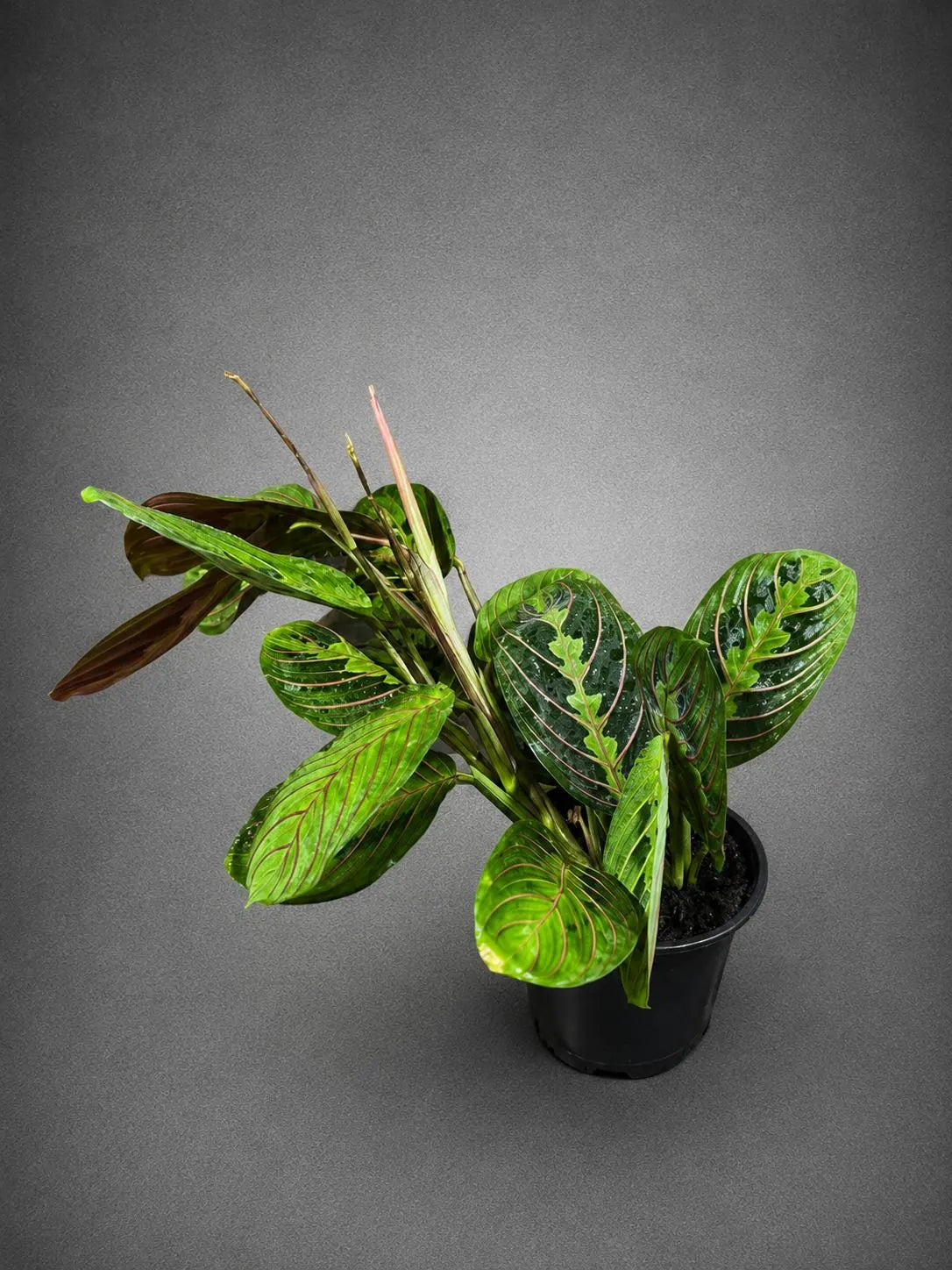 Red Prayer Plant in 4” Nursery Pot - Maranta Leuconeura - Live Indoor Plant -Tropical Indoor Houseplant - Pet Friendly Plant
