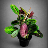 Red Prayer Plant in 4” Nursery Pot - Maranta Leuconeura - Live Indoor Plant -Tropical Indoor Houseplant - Pet Friendly Plant