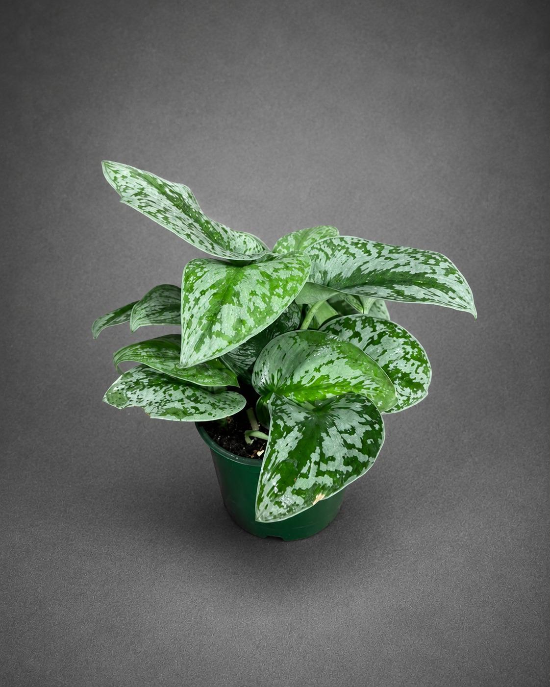 Silver Exotica Scindapsus Live Plant in 4" Nursery Pot - Scindapsus Exotica Satin Pothos - Silver Variegated Indoor Houseplant