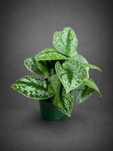 Silver Exotica Scindapsus Live Plant in 4" Nursery Pot - Scindapsus Exotica Satin Pothos - Silver Variegated Indoor Houseplant