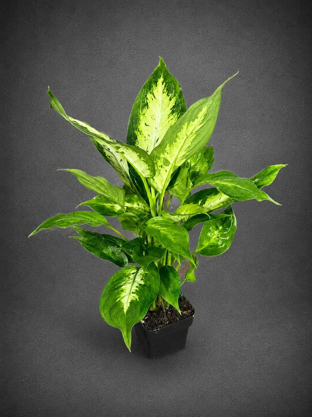 Dieffenbachia Plant in 3” Nursery Pot - Dumb Cane Plant - Easy Care Houseplant - Low Light Indoor Plant - Gift Houseplant