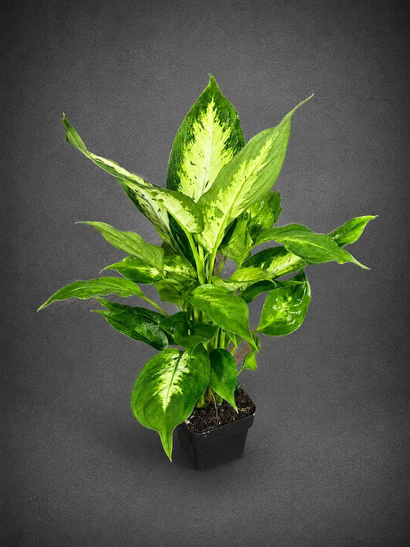 Dieffenbachia Plant in 3” Nursery Pot - Dumb Cane Plant - Easy Care Houseplant - Low Light Indoor Plant - Gift Houseplant