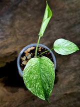 Monstera Deliciosa White Monster - Rare Monstera Beauty - (July-30-61)